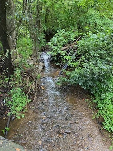 Low water levels at Jewell Hollow, August 20, 2021