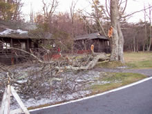 Downed tree branches from a recent ice storm lay in front of historic Skyland cabins Downed tree branches from a recent ice storm lay in front of historic Skyland cabins