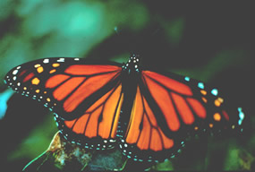 Monarch Butterfly