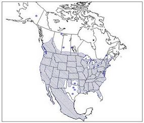 Big brown bat (Eptesicus fuscus) range map.   Bat Conservation International, Inc.  www.batcon.org
