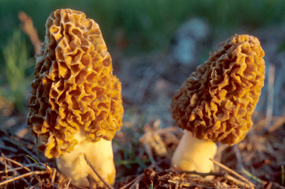 Morel mushrooms 
