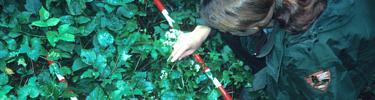 Natural resource staff counting plants in a forest health monitoring plot.