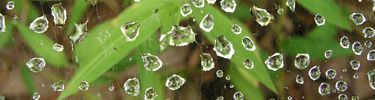 Water dropplets hang in an early morning spiderweb.