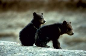 Black Bear cubs sitting on a rock. Black Bear cubs sitting on a rock.