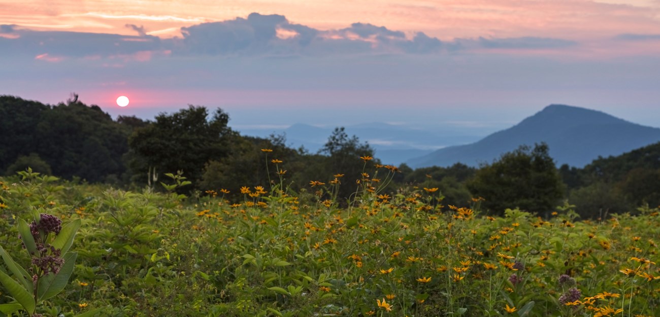 Yellow flowers scattered throughout a meadow in front of an overlook into the valley below.