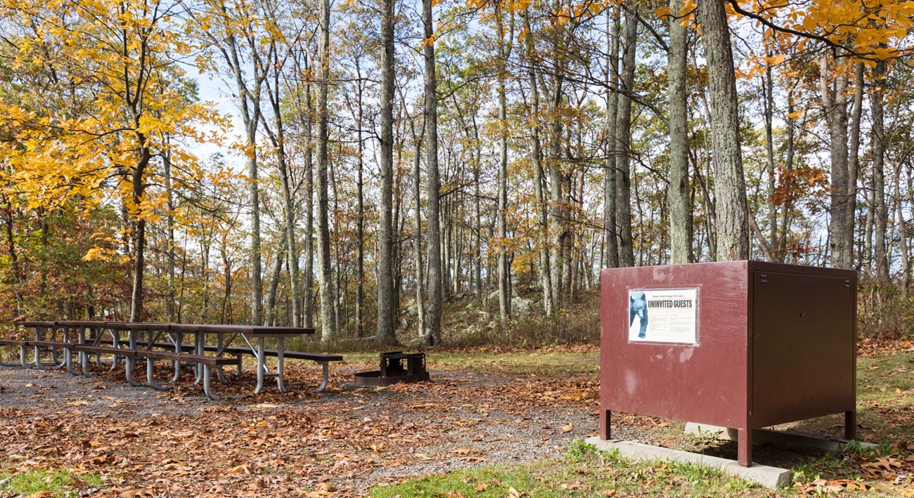 A large, brown metal bin sits in front of a row of picnic tables in a clearing in the woods.