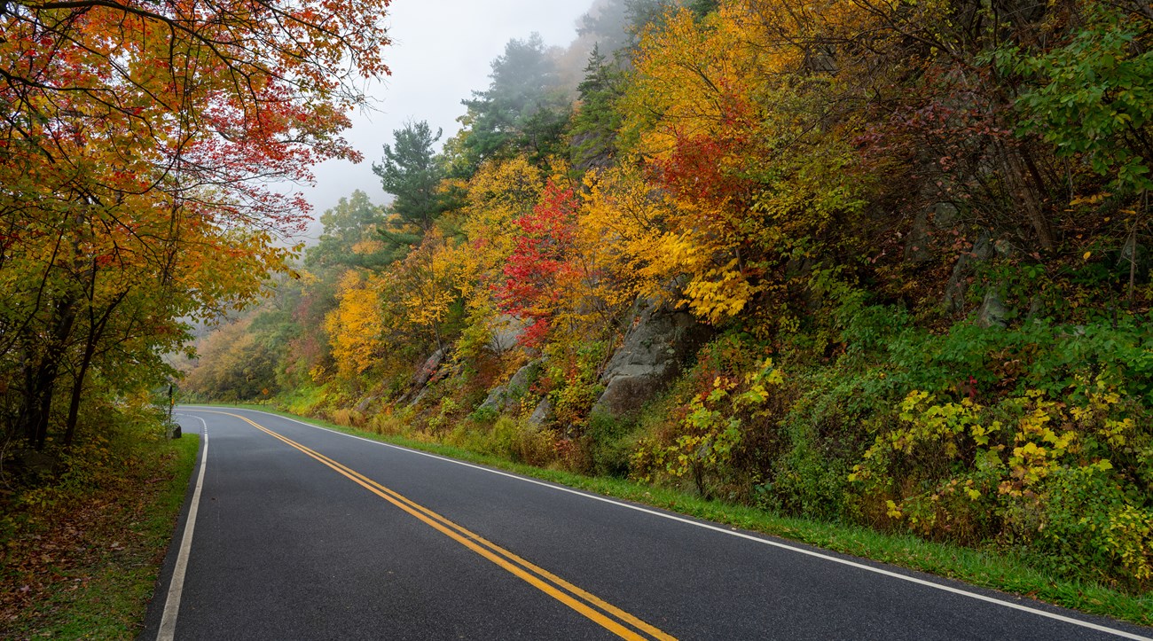 A straight stretch of Skyline Drive bordered by trees ablaze in fall colors.