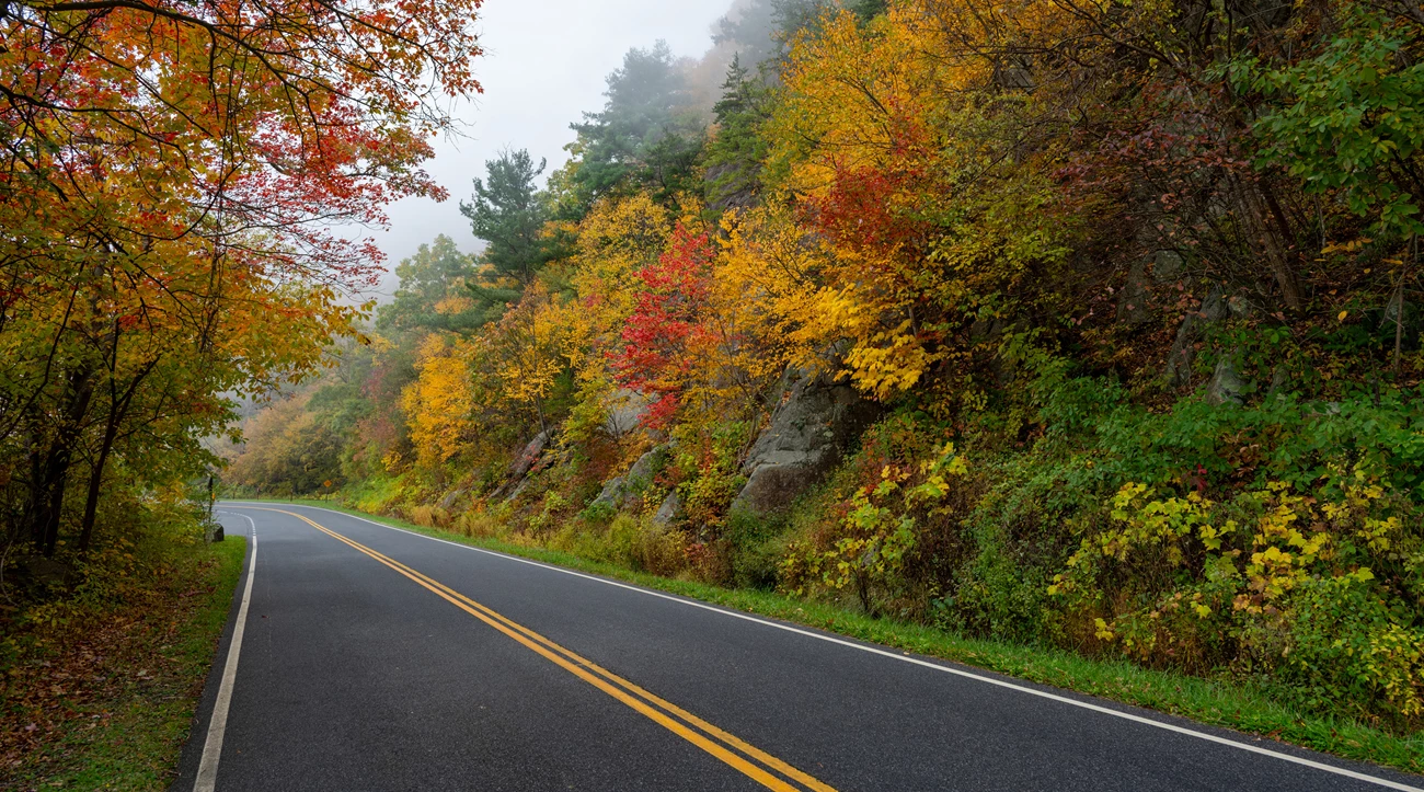 Skyline Drive is the scenic passageway through the wonders of Shenandoah National Park. A straight stretch of Skyline Drive bordered by trees ablaze in fall colors.