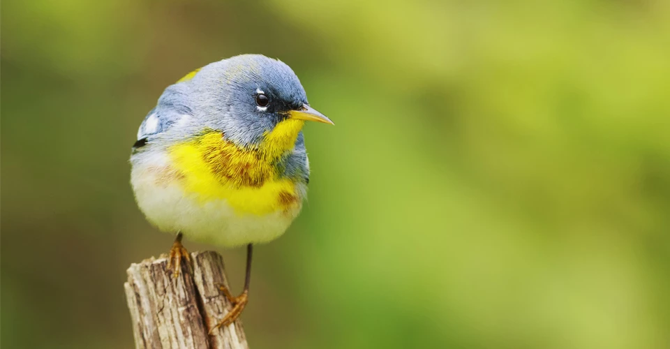Northern Parula A blue and yellow bird, a Northern Parula, perches on a branch.