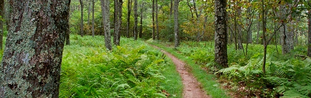 Stonyman Trail lush with vibrant ferns carpeting the forest floor. Stonyman Trail lush with vibrant ferns carpeting the forest floor.