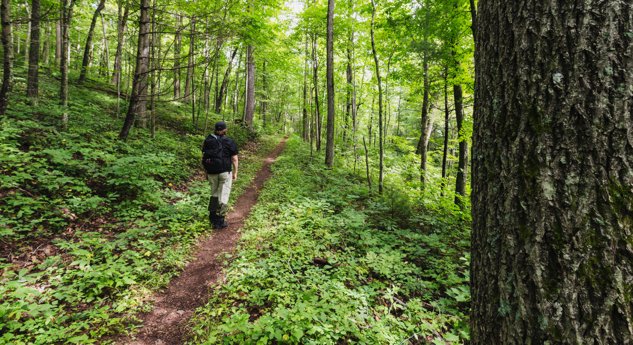 A man with a backpack walks down a forested trail with a large tree in the foreground