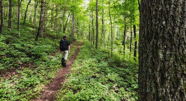 A hiker walking on a straight stretch of trail surrounded by green foliage. A large tree is in the immediate foreground.