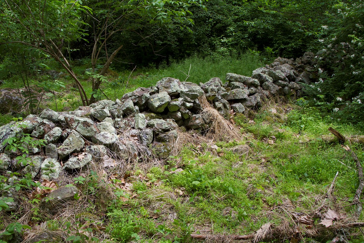 History along Fox Hollow Trail A stone wall with plant growth around it in the middle of the woods.