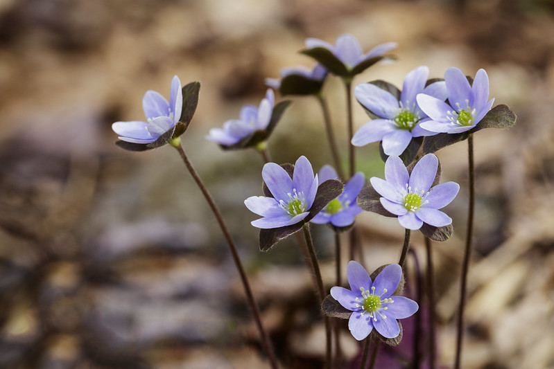 Hepatica
