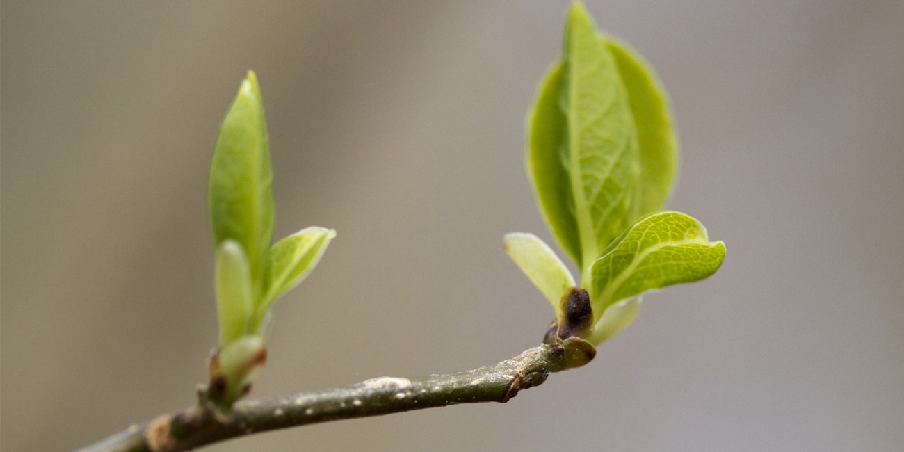 A close up of two green leaf buds sprouting from a tree branch.