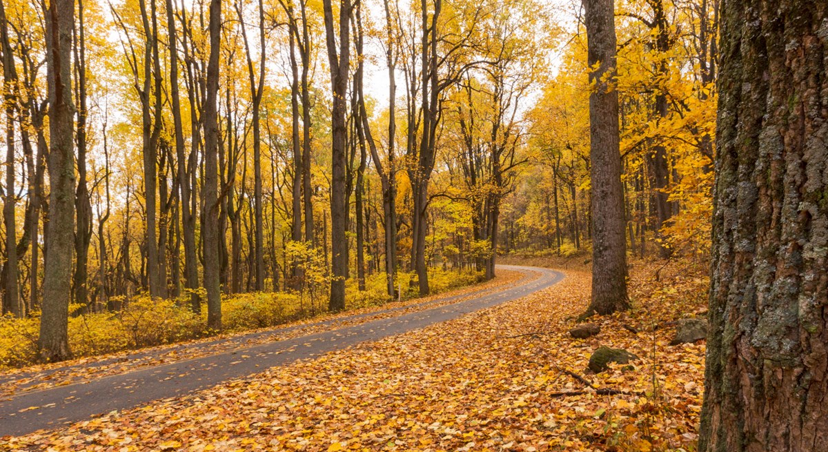 A leaf-covered road runs through a stand of yellow trees in the fall.