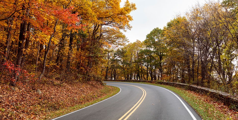 A curve on Skyline Drive with yellow and orange Fall foliage.