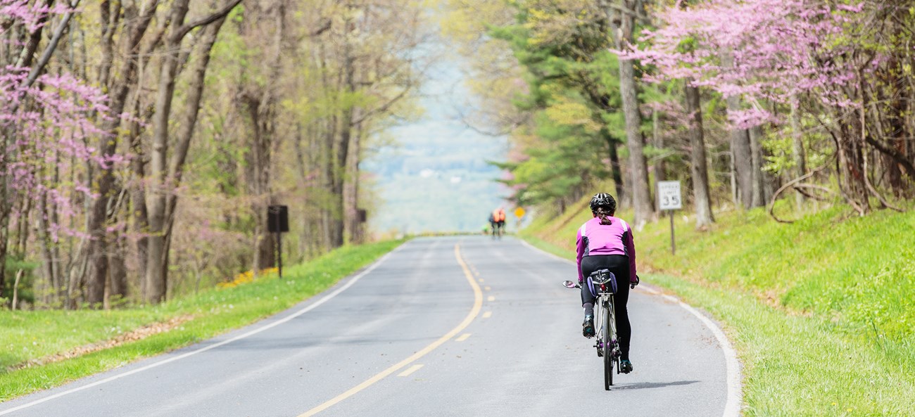 A cyclist riding down an empty road surrounded by flowering trees.