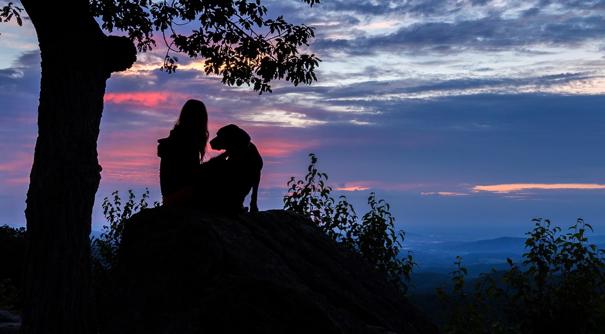 A girl and dog silhouetted sitting on a rock next to a tree looking out to a view.