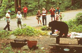 Visitors watch a Black Bear on a picnic table with food. Visitors watch a Black Bear on a picnic table with food.