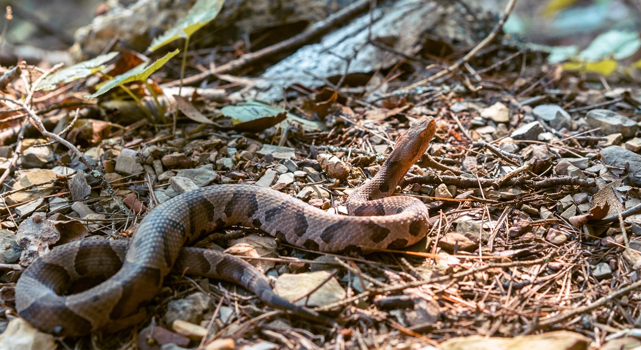 A brown copperhead snake lays sunning itself on a pile of leaves.