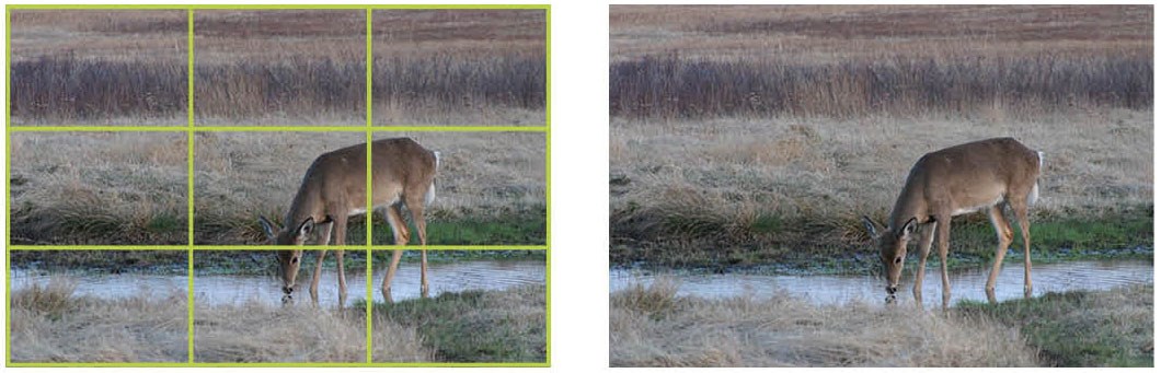 Two images of a deer, one with a grid layer demonstrating the photographic rule of thirds.