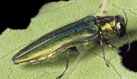 The EAB is named for its iridescent emerald color.