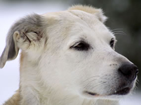 A beautiful dog! A beautiful dog!
