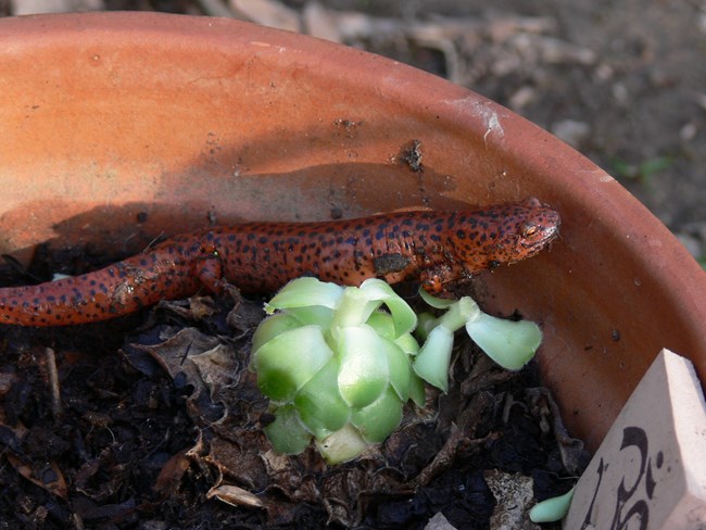 A Northern red salamander