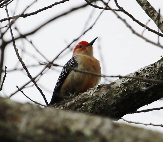 A red-bellied woodpecker_CWeathers
