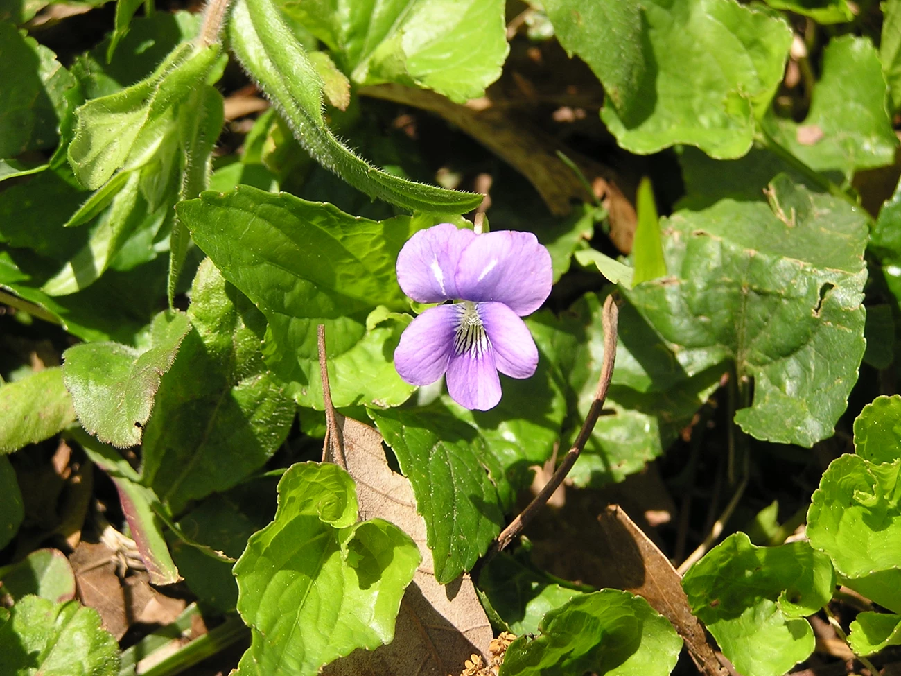 Wood Violet Wood Violet