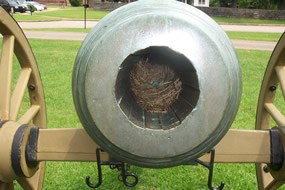 Bird eggs in a cannon Bird eggs in a cannon
