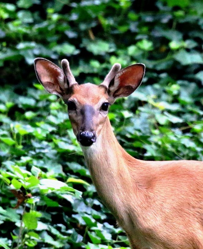 white tail deer