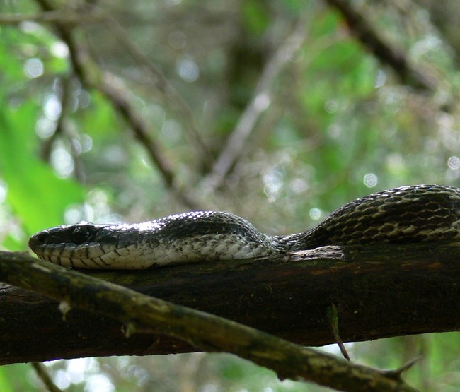 Eastern Rat Snake
