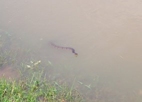 Snake in the Tennessee River Snake in the Tennessee River