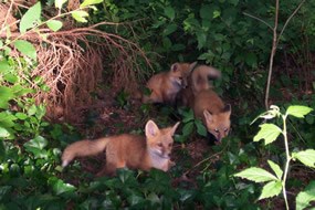 Red Fox pups Red Fox pups