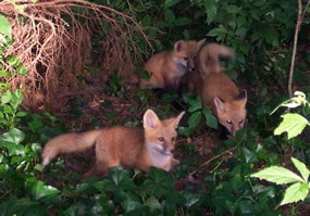 Red Fox Pups Red Fox Pups