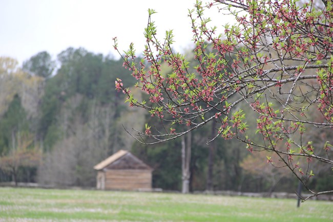 Peach Tree Blossom in Peach Orchard