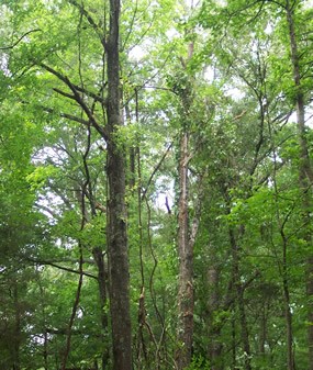 Trees Trees