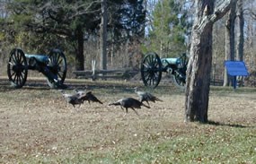 Turkeys Turkeys