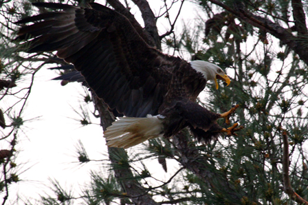 Eagle Landing jpeg