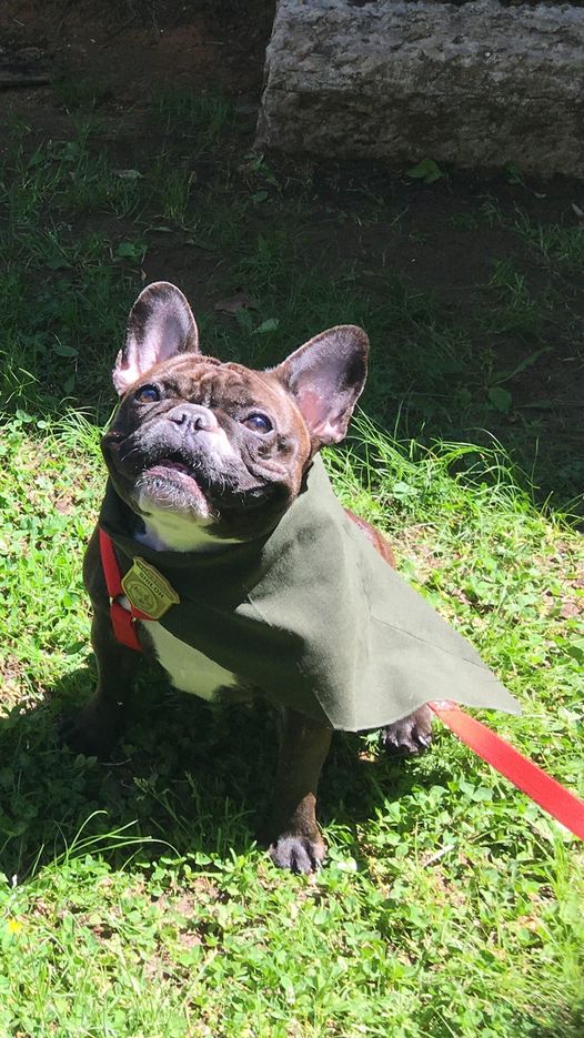 bark Small dog sitting and wearing a badge