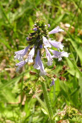 beardtongue