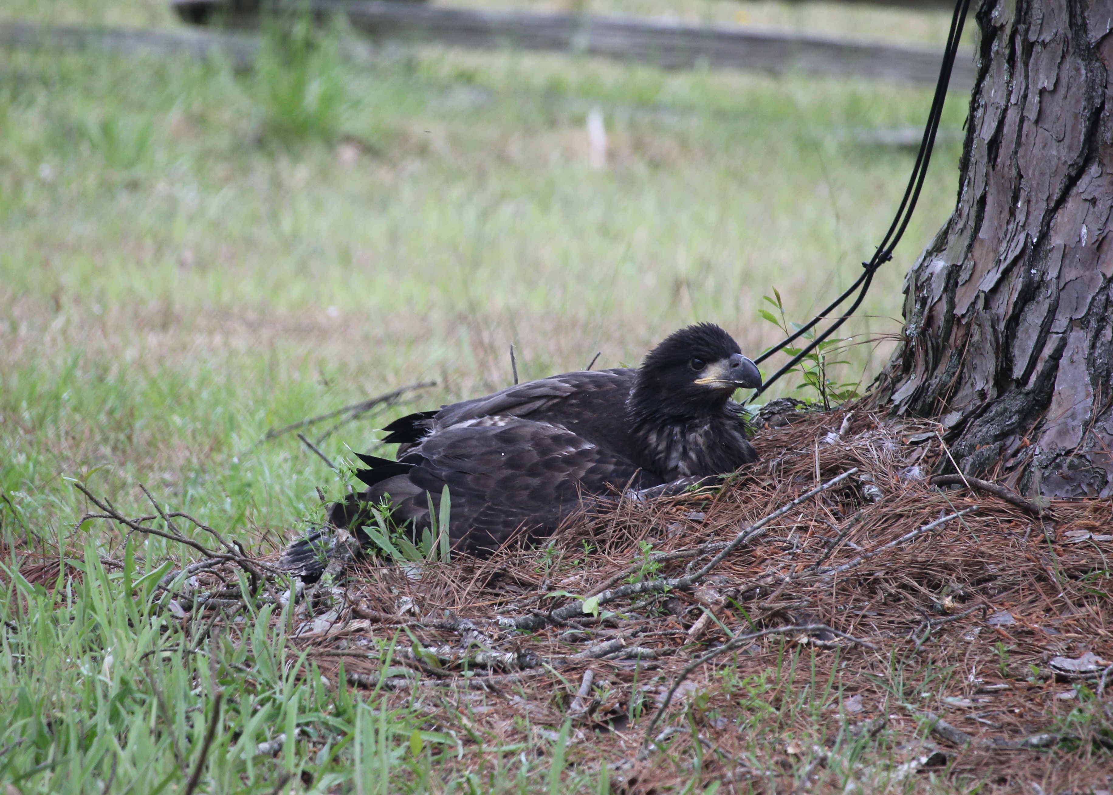 Shiloh Eaglet - NPS Photo Shiloh eaglet