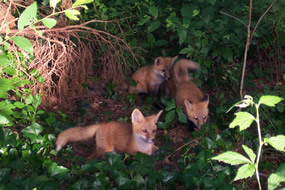 Red Fox pups