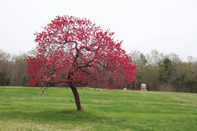 Peach Tree Peach Tree