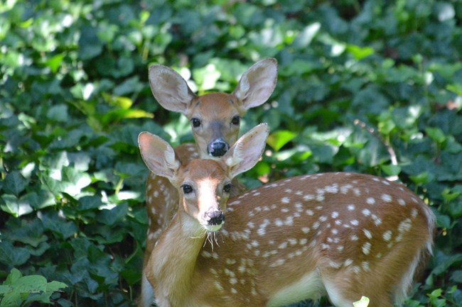 Two deer in the woods