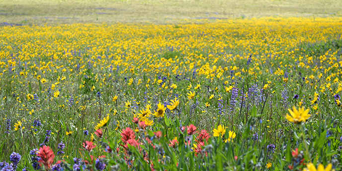 Yellow, purple and orange wildflowers Yellow, purple and orange wildflowers