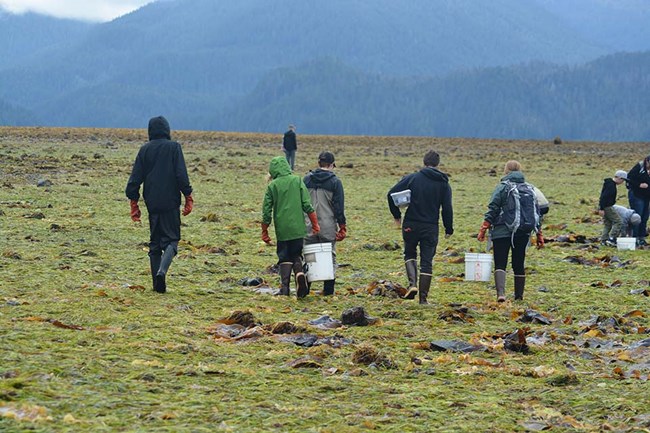 A group walks in the intertidal zone at low tide with buckets and nets.