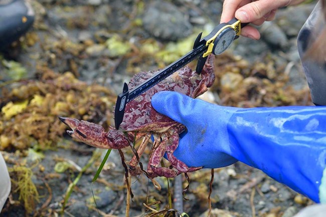 A crab is held and measured as part of citizen science.